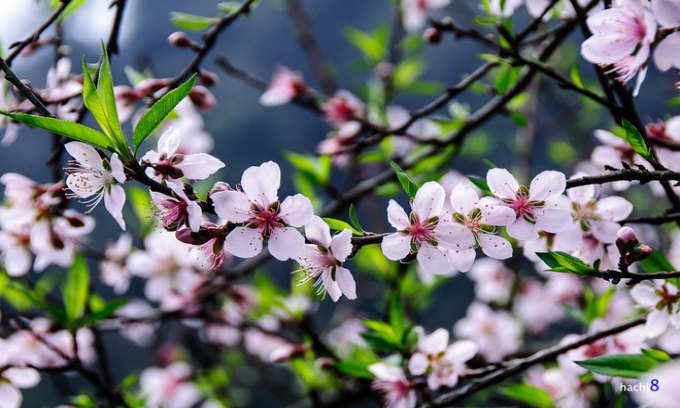 Vẻ đẹp hoa đào các vùng miền Việt Nam